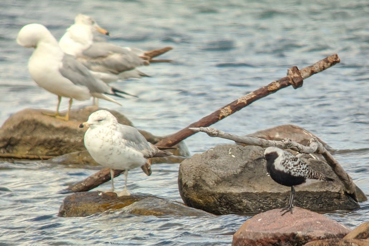 Black-bellied Plover - ML240187881