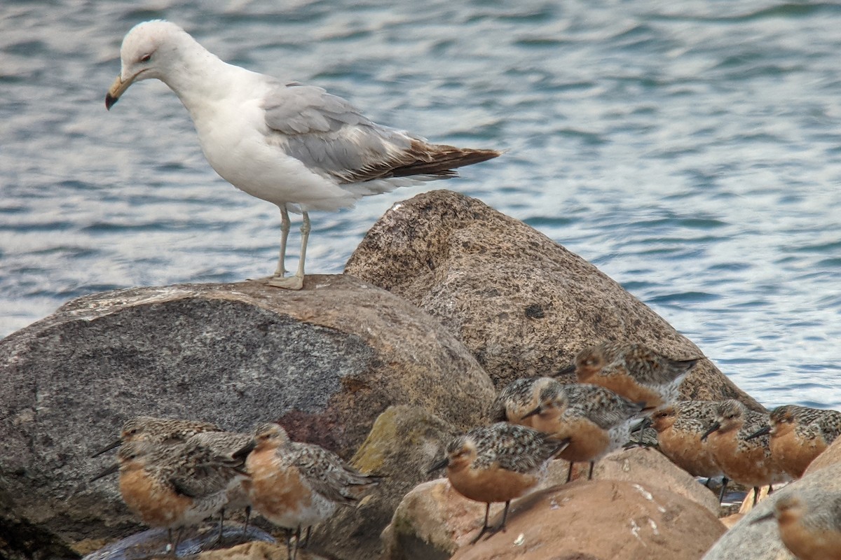 Ring-billed Gull - Tim Lenz