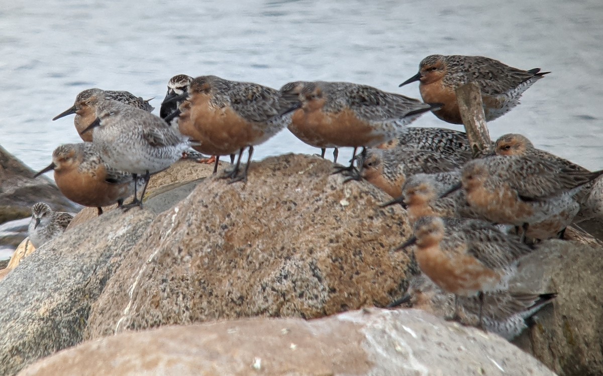 Ruddy Turnstone - ML240189131