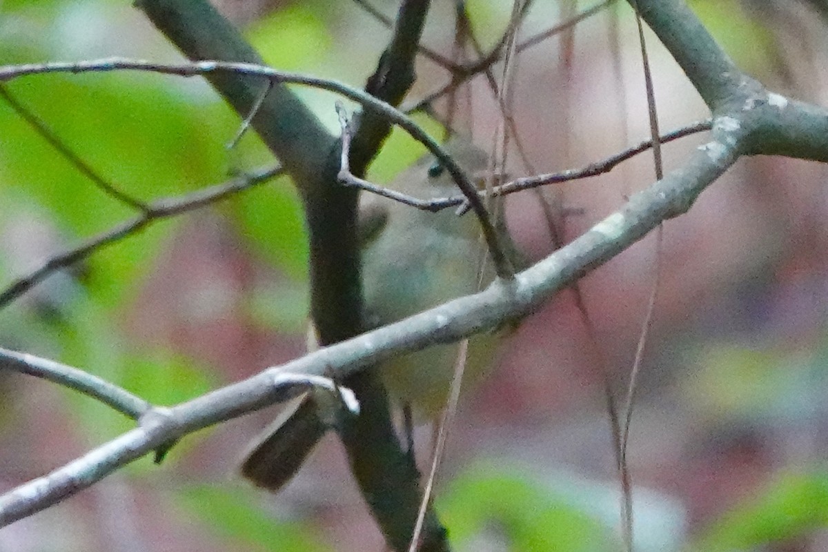 new world flycatcher sp. - ML240189401