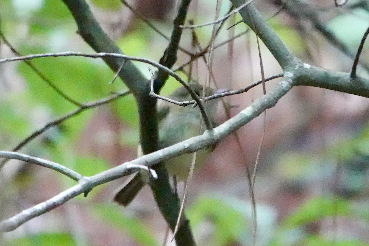 new world flycatcher sp. - ML240189411