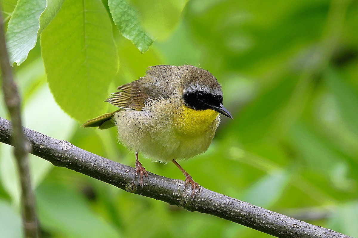 Common Yellowthroat - ML240192391