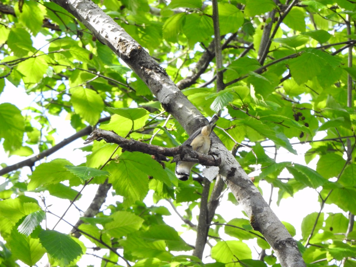 Red-breasted Nuthatch - ML240192861