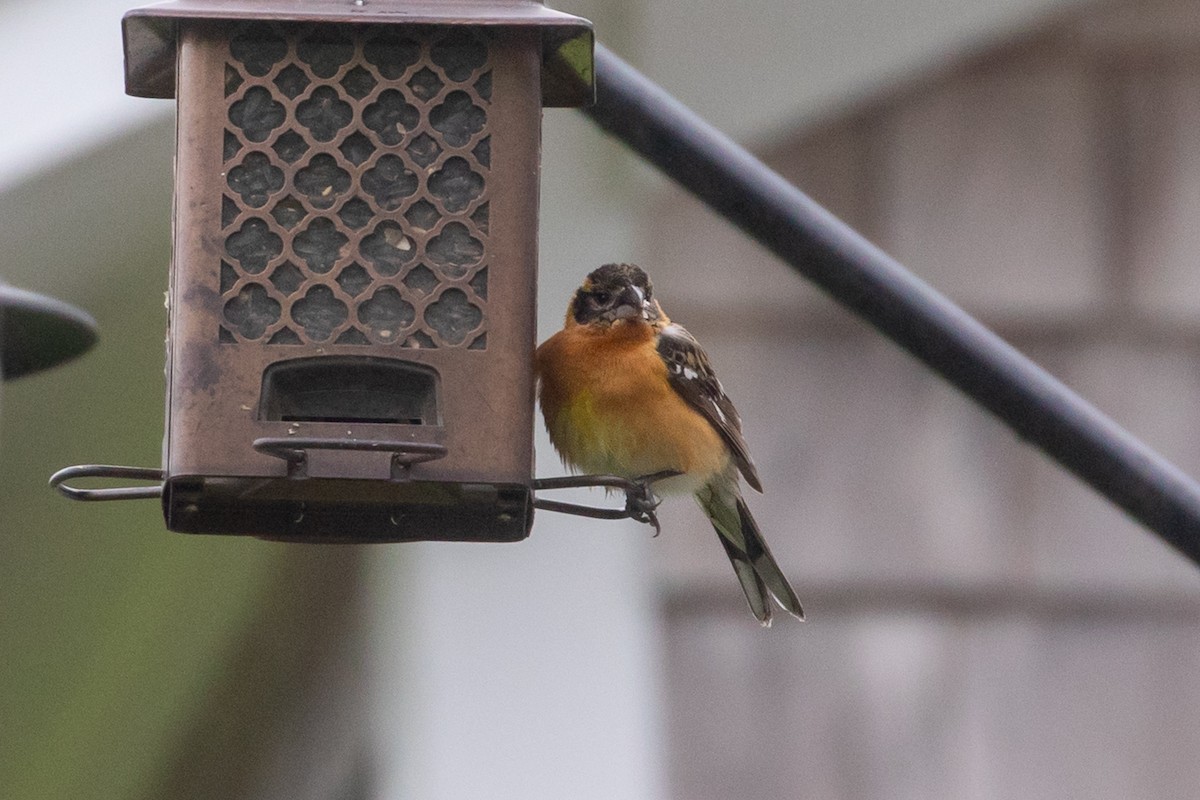 Black-headed Grosbeak - ML240193081