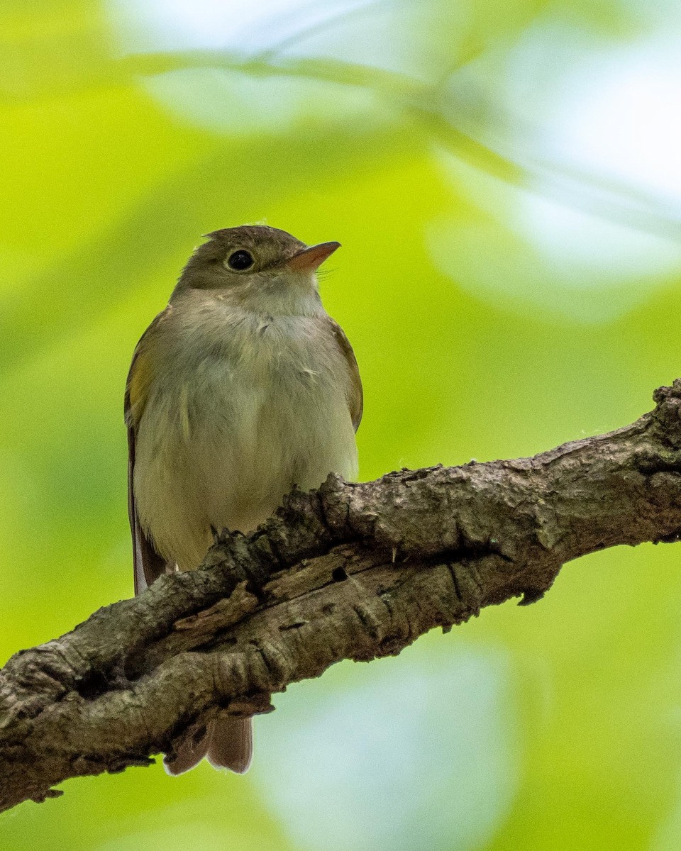 Acadian Flycatcher - Anthony Schmitt