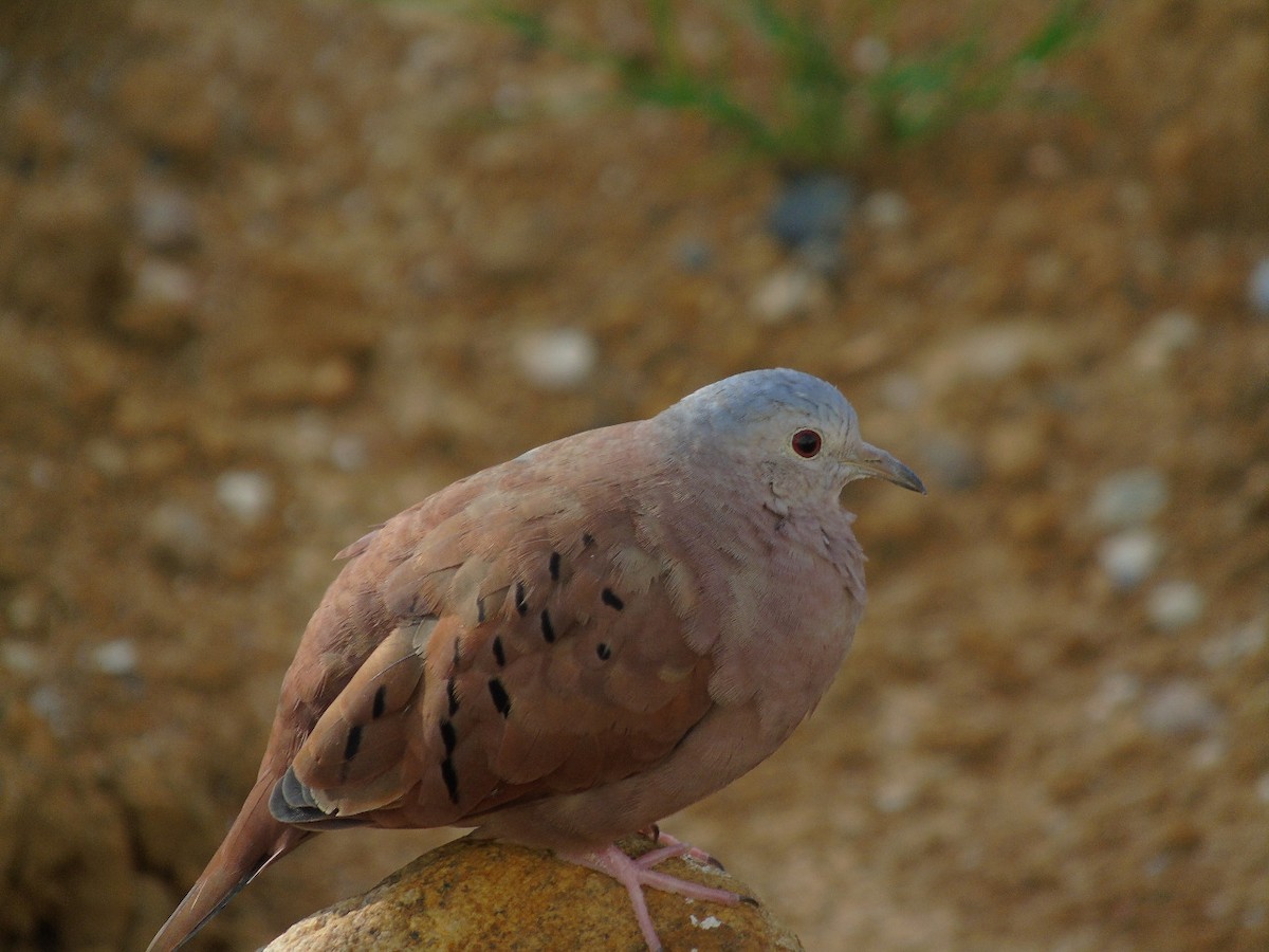 Ruddy Ground Dove - ML240193391