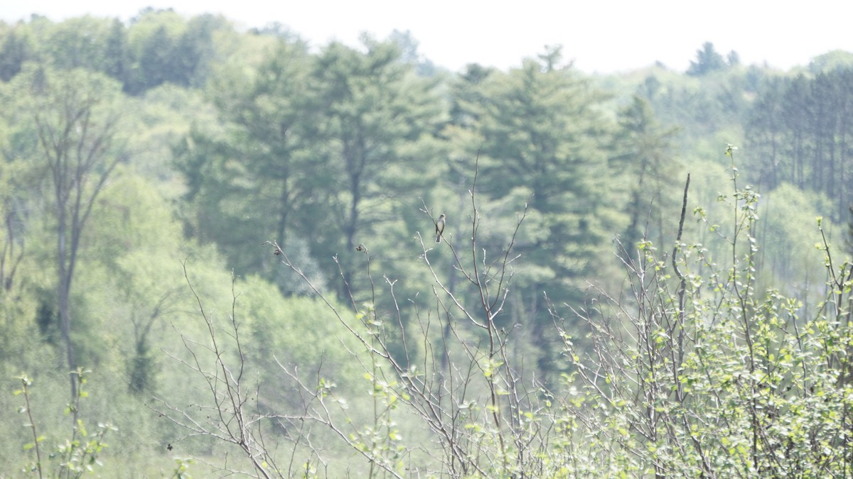 Willow Flycatcher - ML240194701