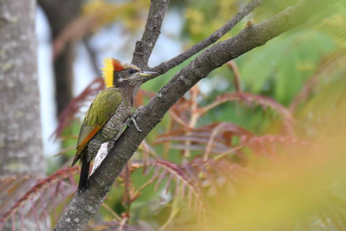 Lesser Yellownape - ML240195791