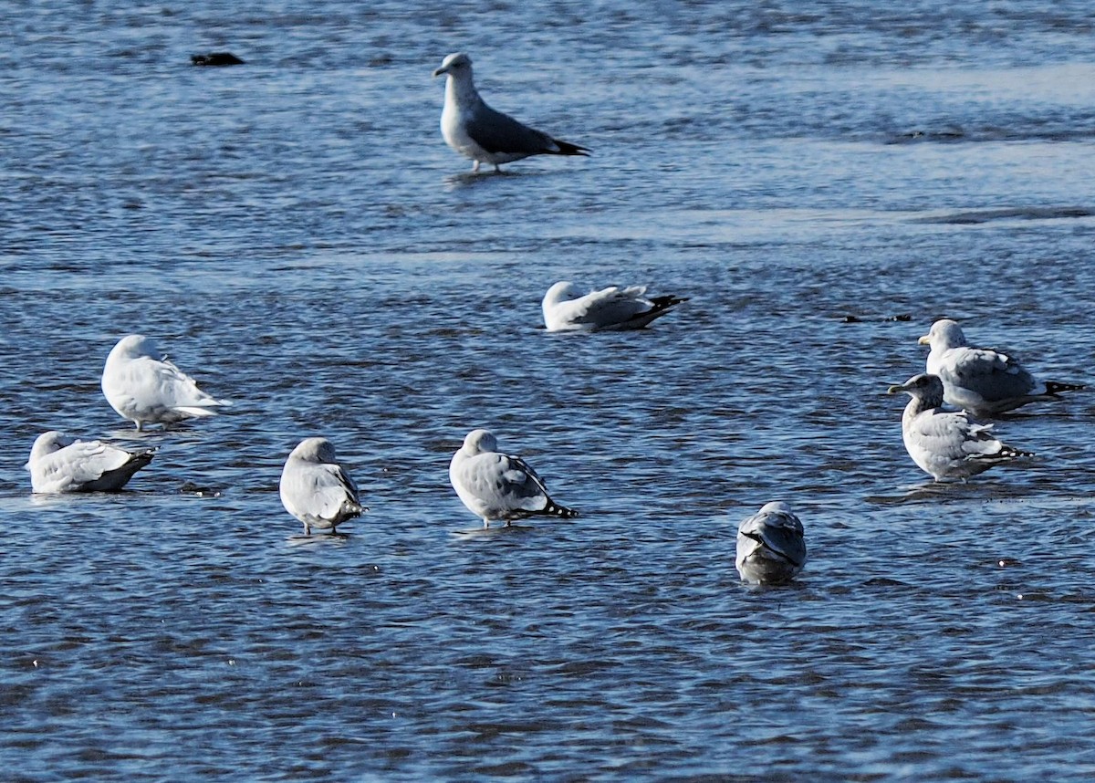 Iceland Gull (kumlieni/glaucoides) - ML24019591