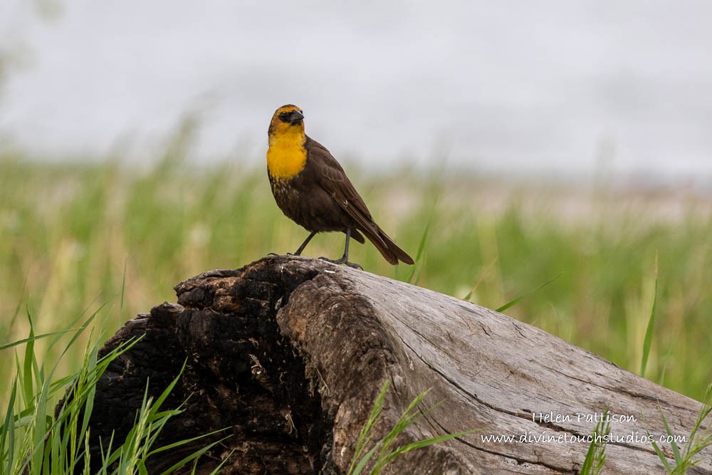 Yellow-headed Blackbird - ML240197761