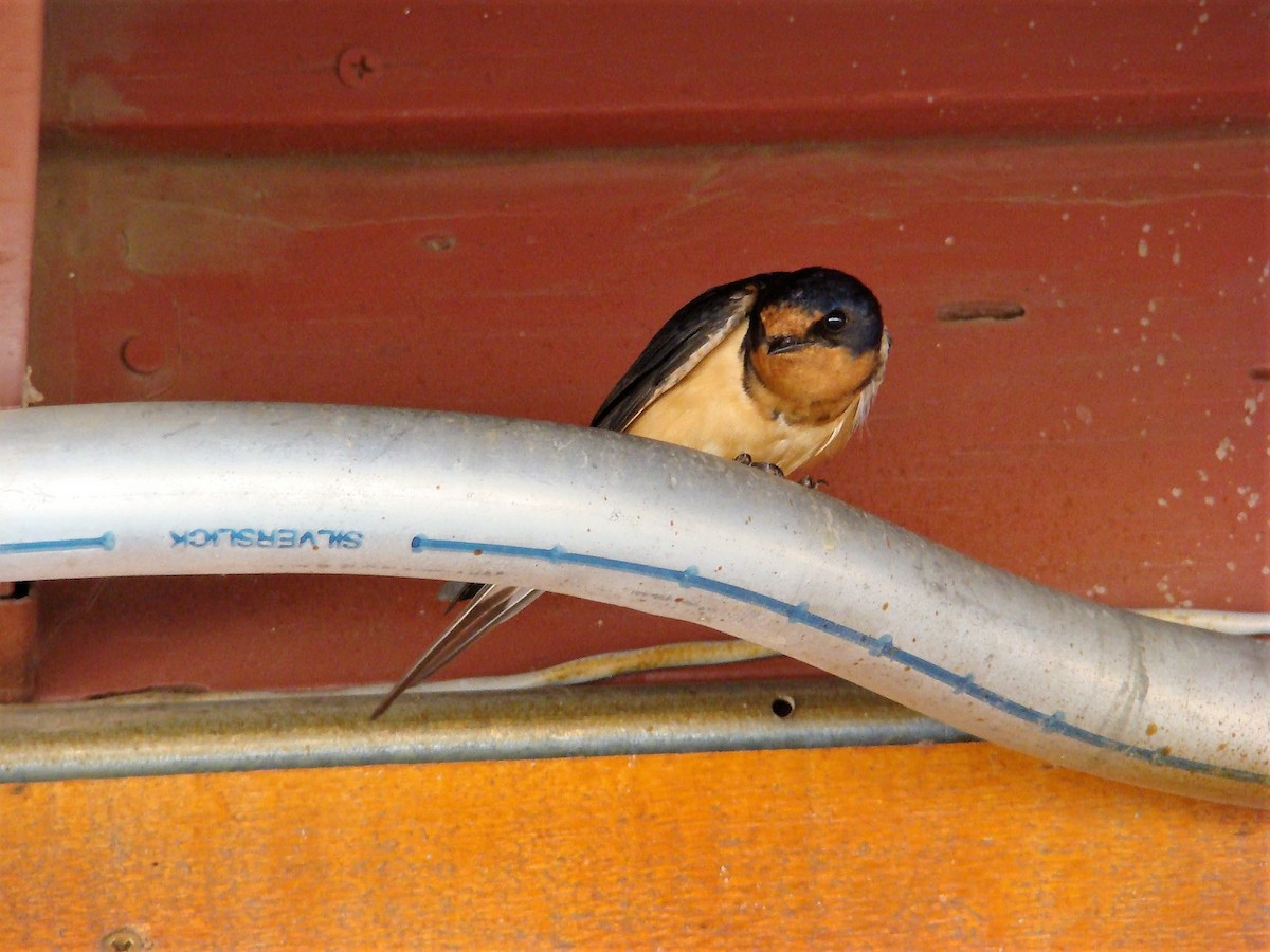 Barn Swallow - ML240197941