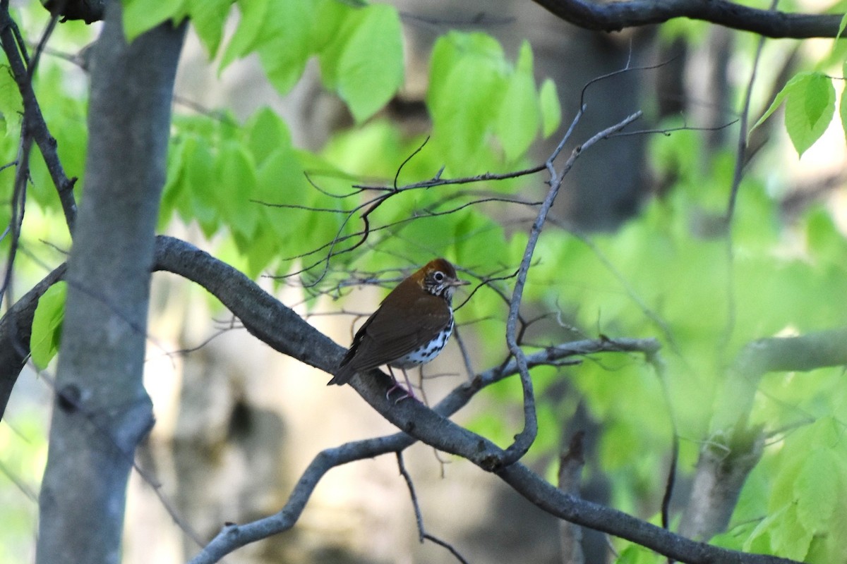 Wood Thrush - ML240198911