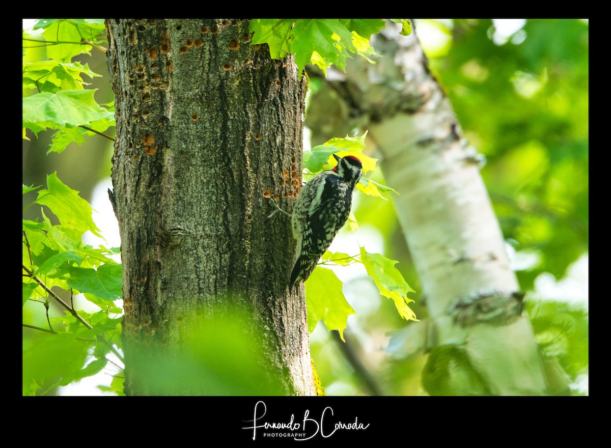 Yellow-bellied Sapsucker - Fernando Corrada