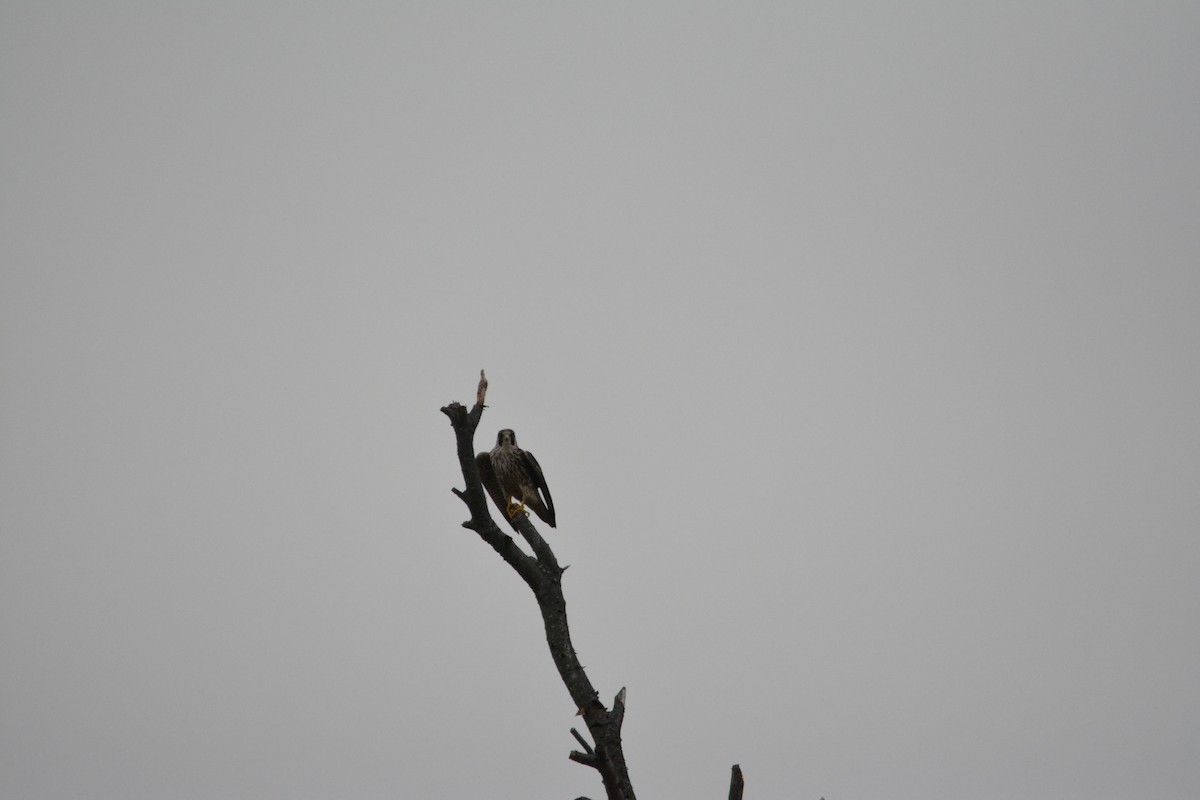 Peregrine Falcon - ML24019941