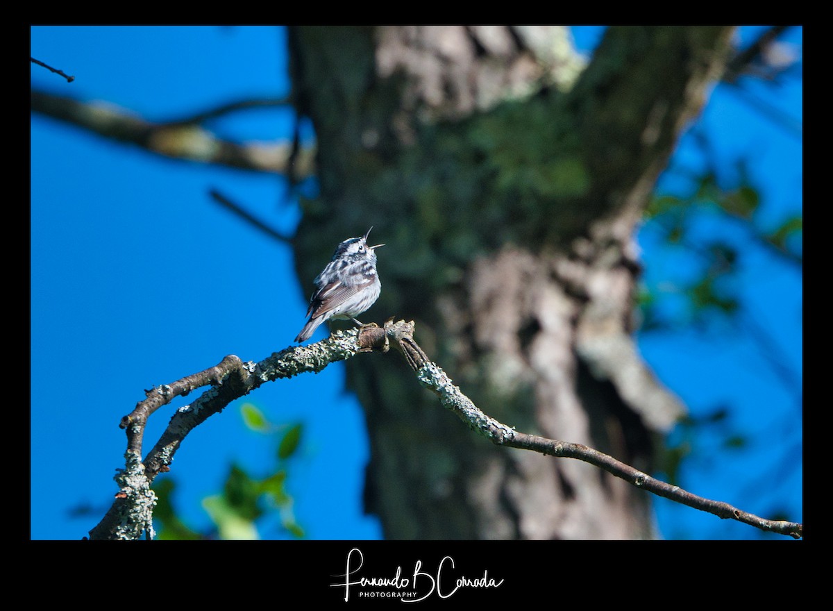 Black-and-white Warbler - Fernando Corrada