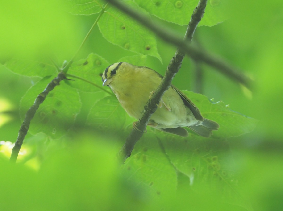 Worm-eating Warbler - ML240200231