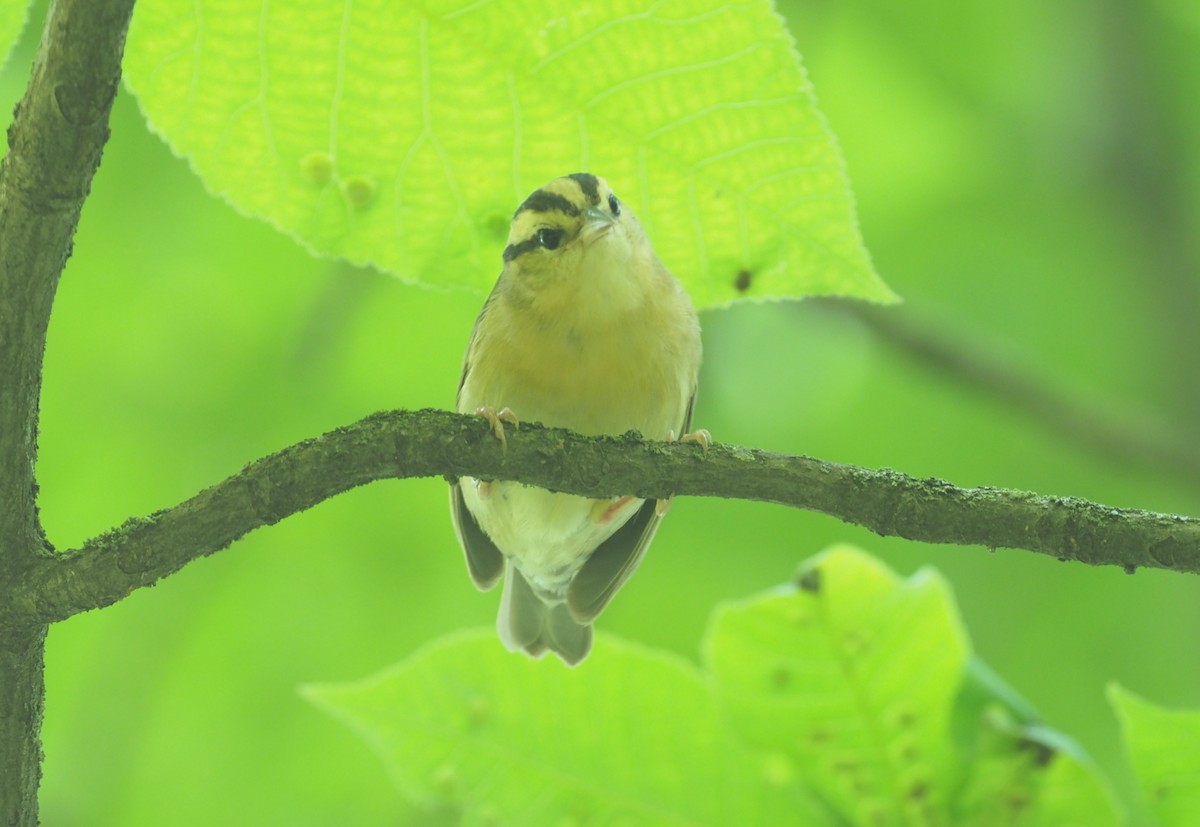 Worm-eating Warbler - ML240200441