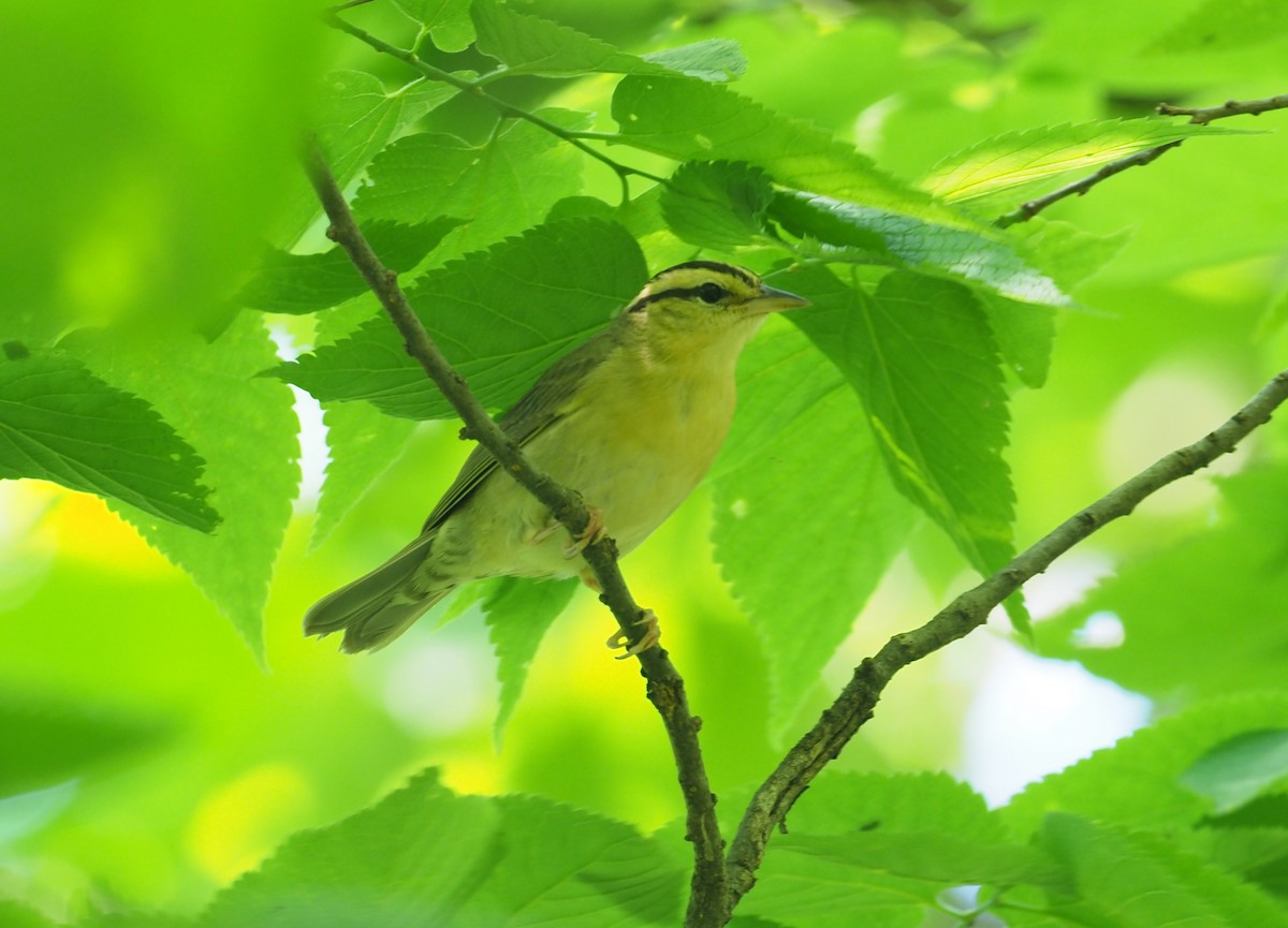 Worm-eating Warbler - ML240200811