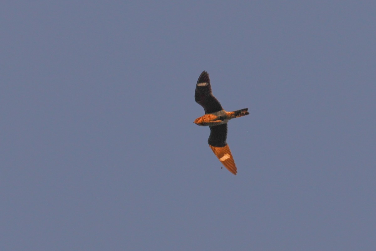 Common Nighthawk - ML240201481