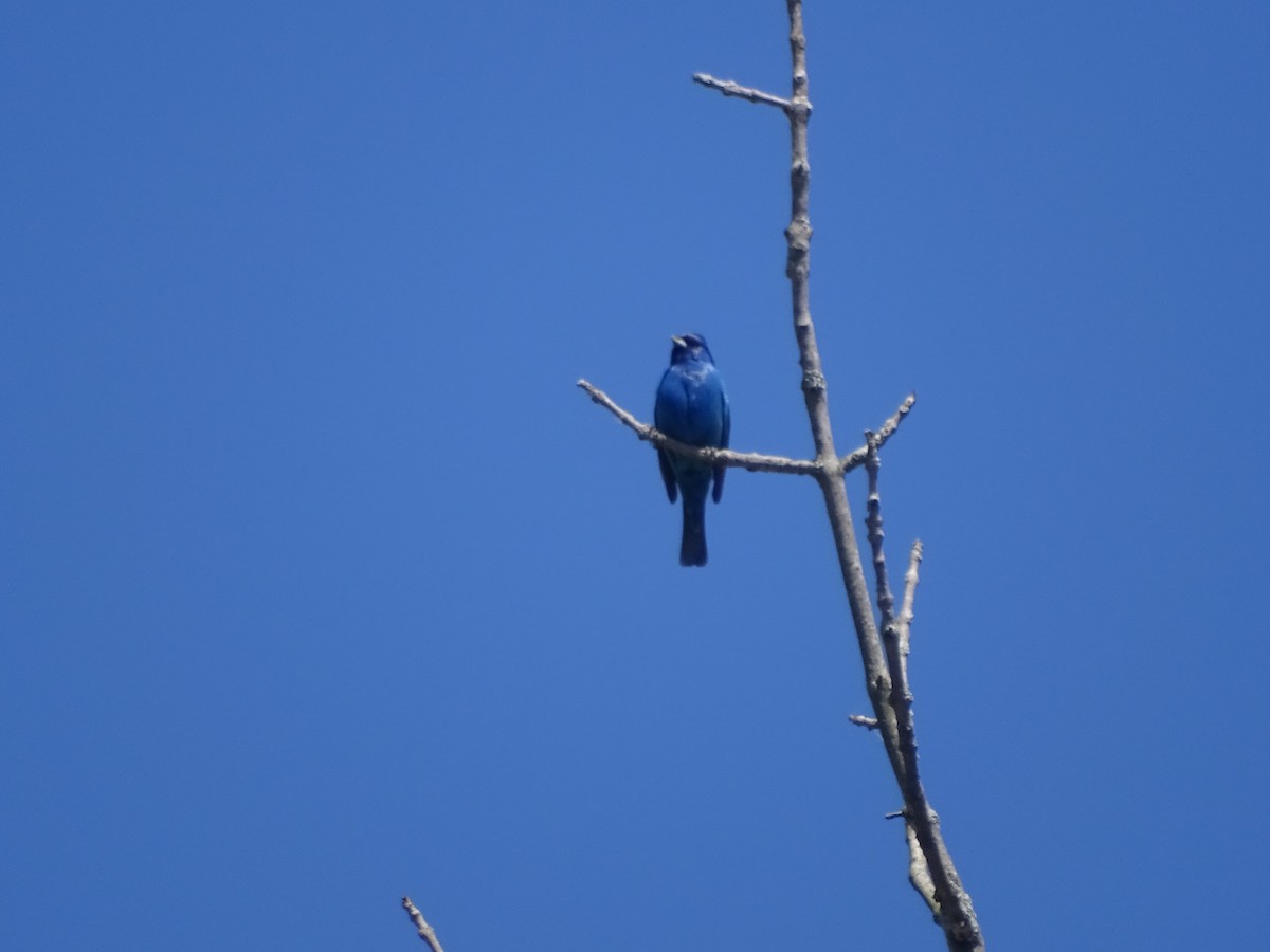 Indigo Bunting - ML240201571