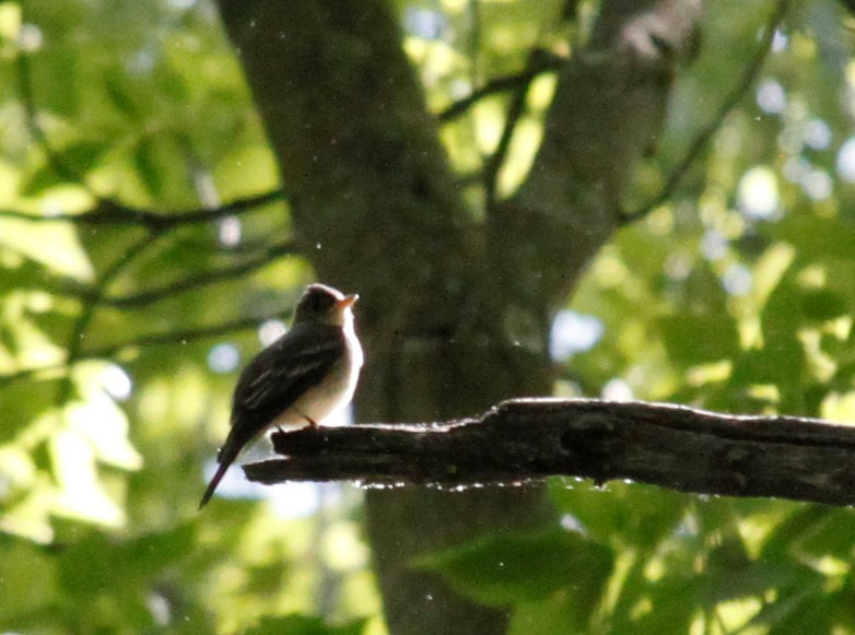 Eastern Wood-Pewee - Jim Smith