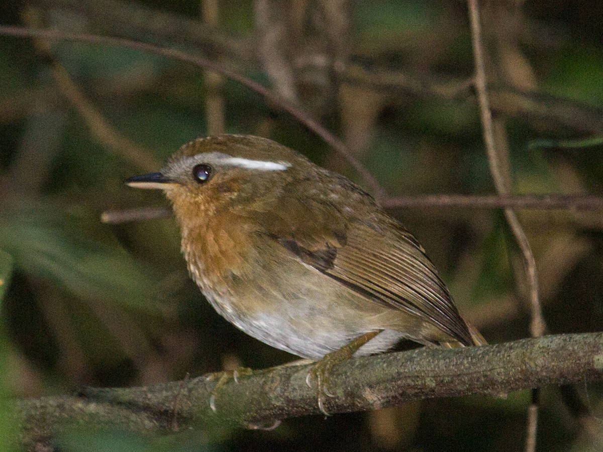 Rufous Gnateater - ML240205551