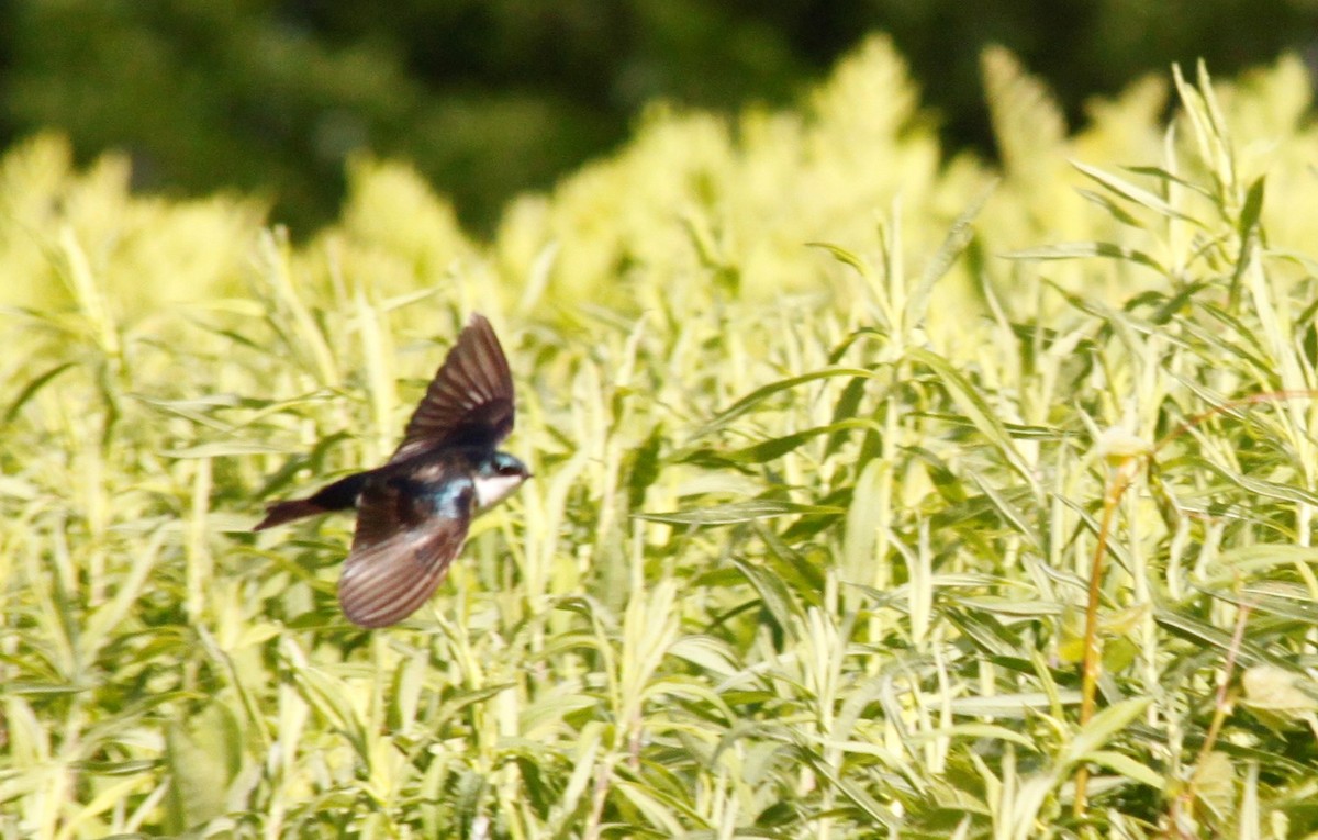 Tree Swallow - ML240205731