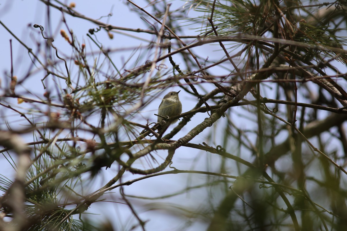 Ruby-crowned Kinglet - ML240206241