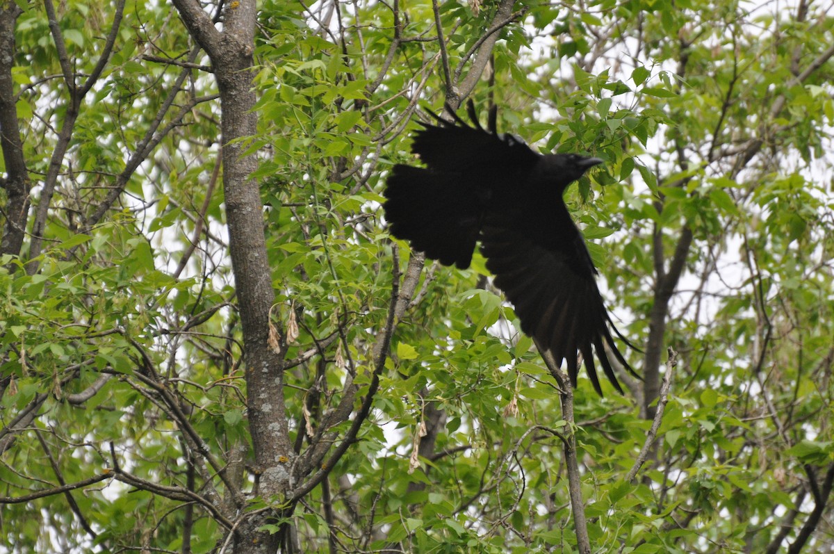 American Crow - Rebecca Rogge