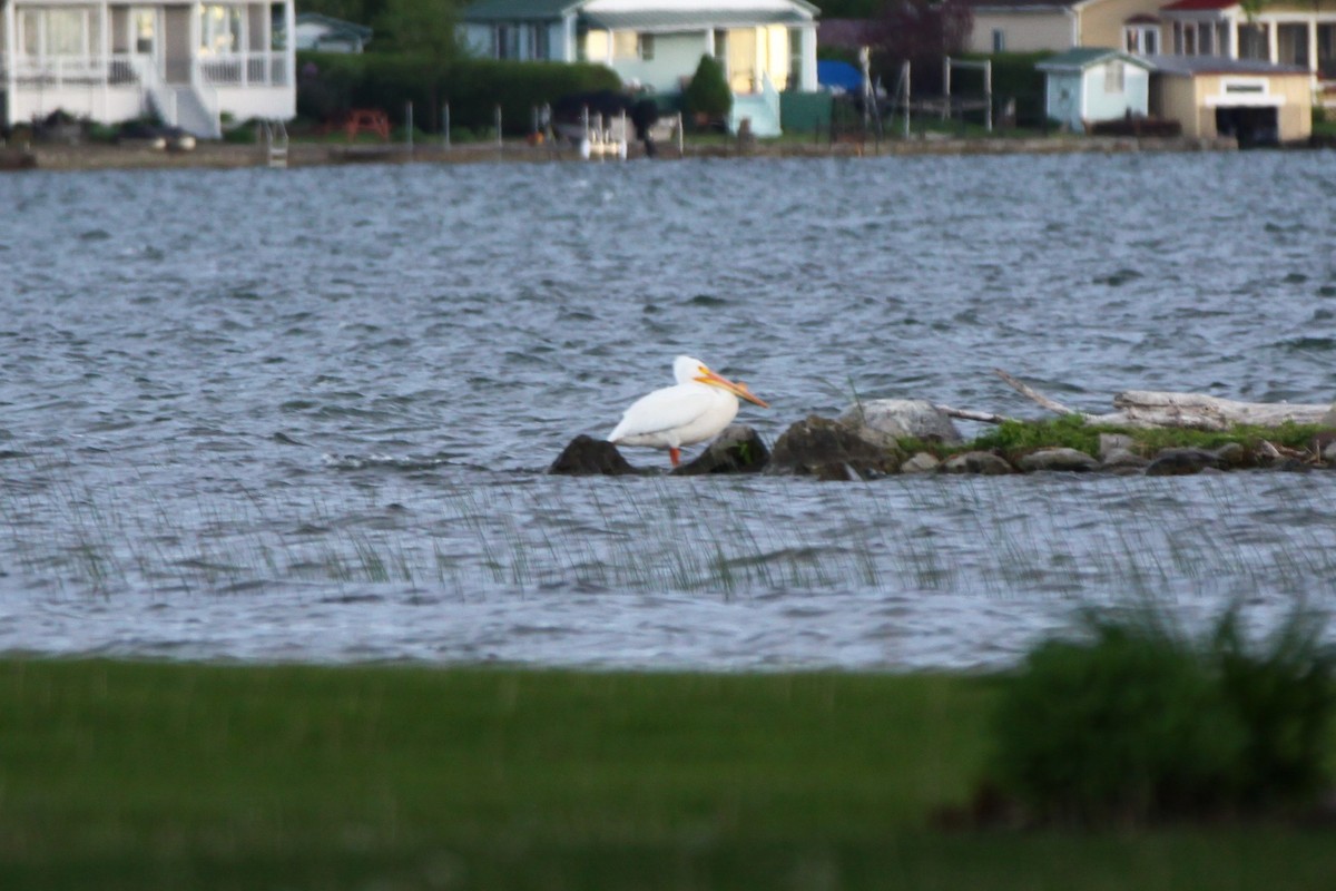 American White Pelican - Marie-Pierre Langlois