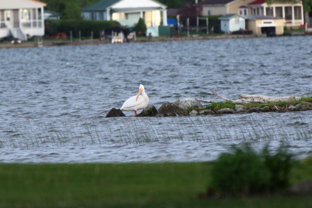 American White Pelican - Marie-Pierre Langlois