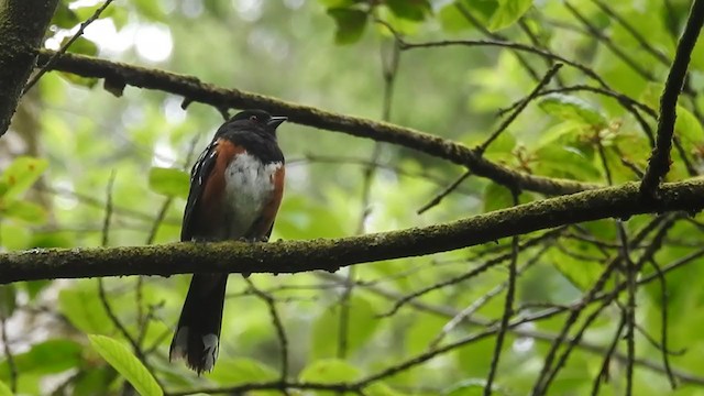 Spotted Towhee - ML240209391