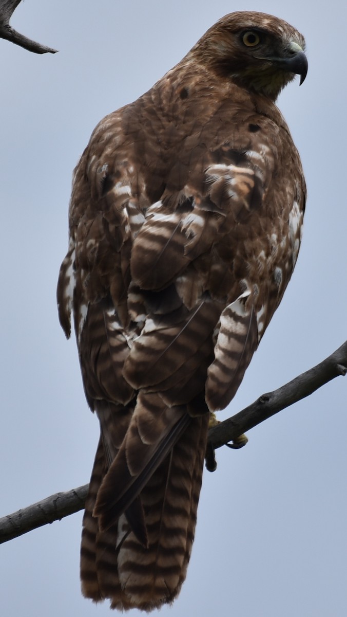 Red-tailed Hawk - ML240209681