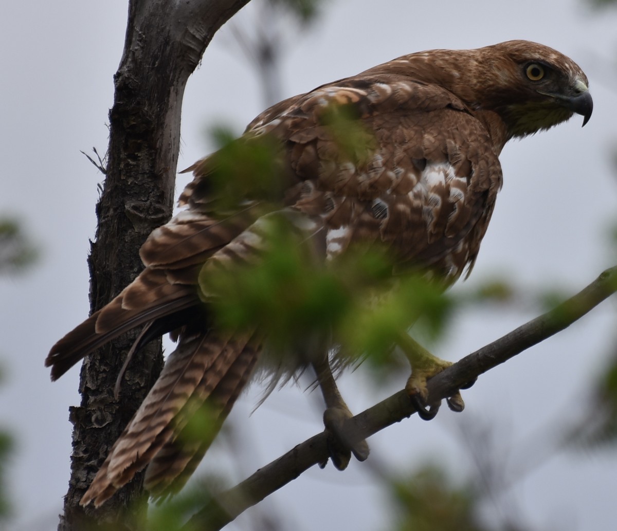 Red-tailed Hawk - ML240209751