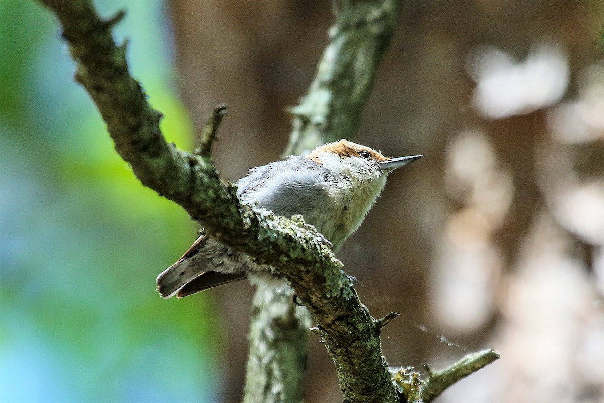 Brown-headed Nuthatch - ML240210341