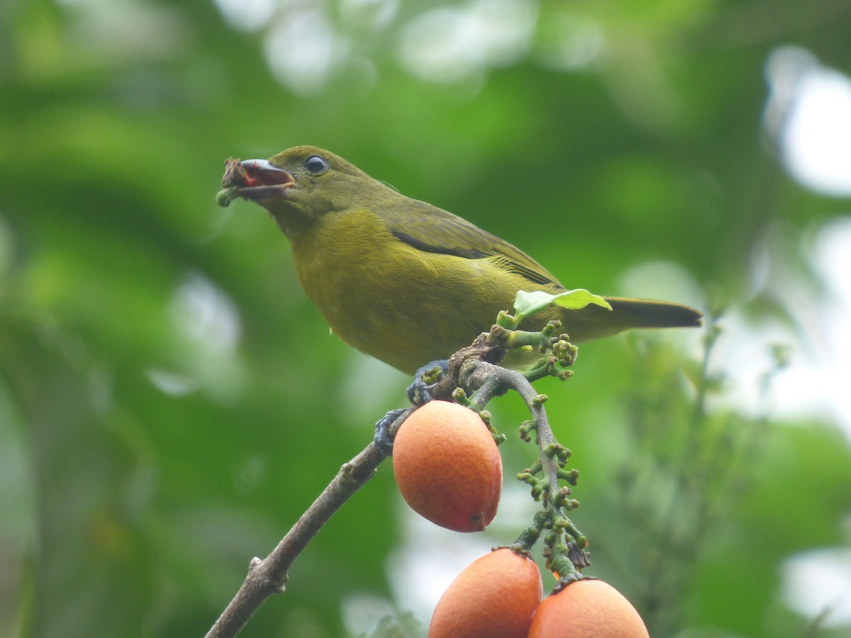 Thick-billed Euphonia - ML240211071