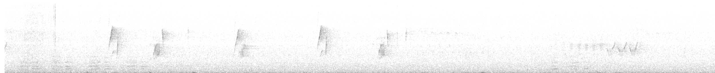 ハモンドメジロハエトリ - ML240213011