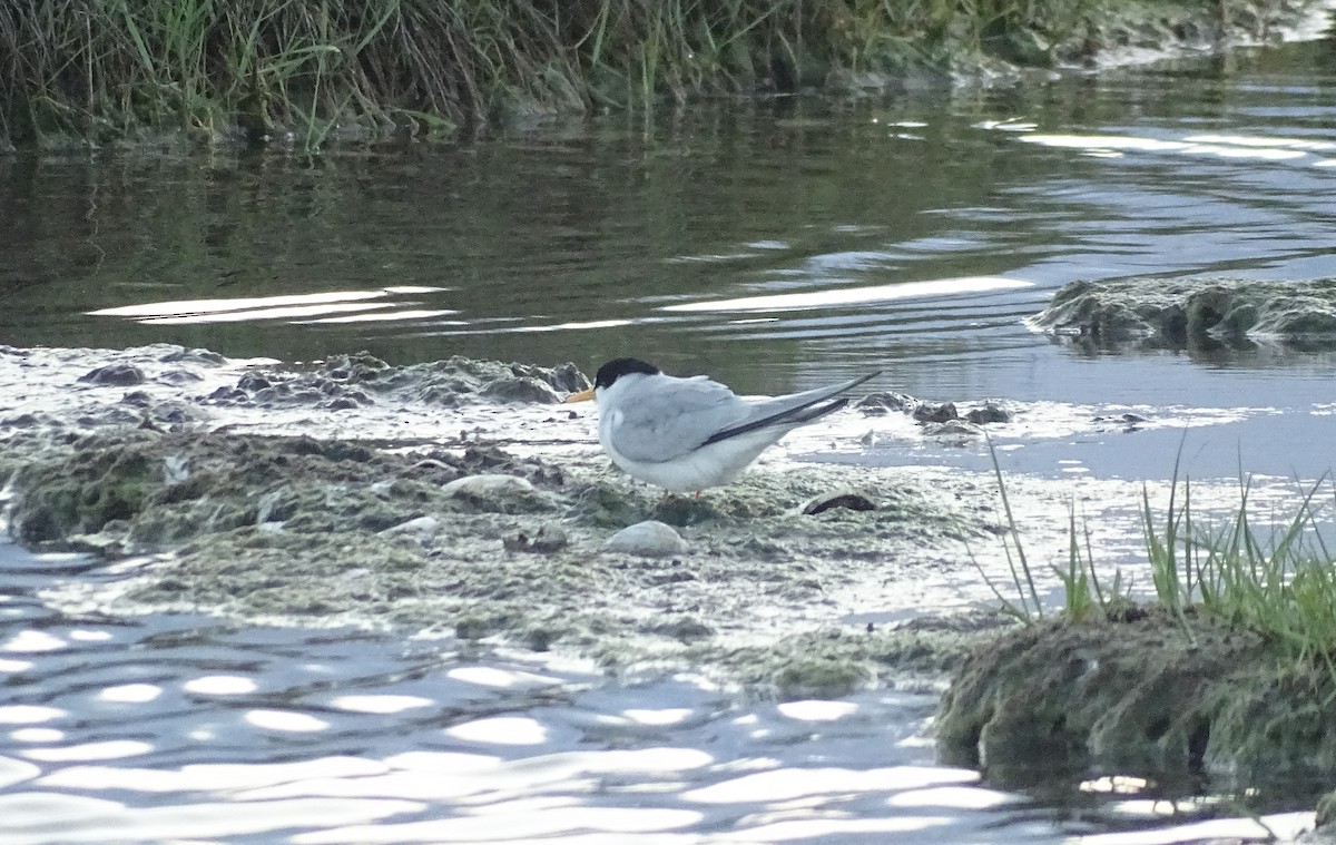 Least Tern - ML240216731