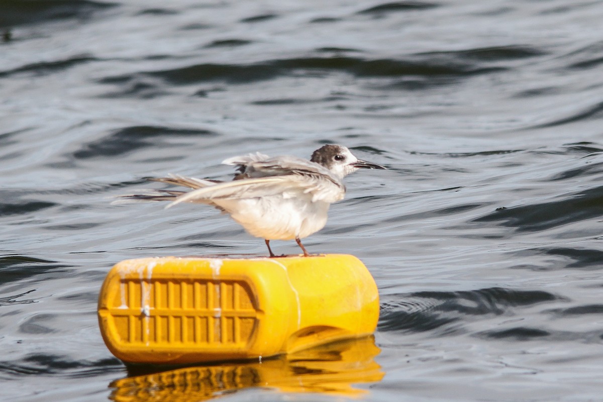 Common Tern - ML240218781