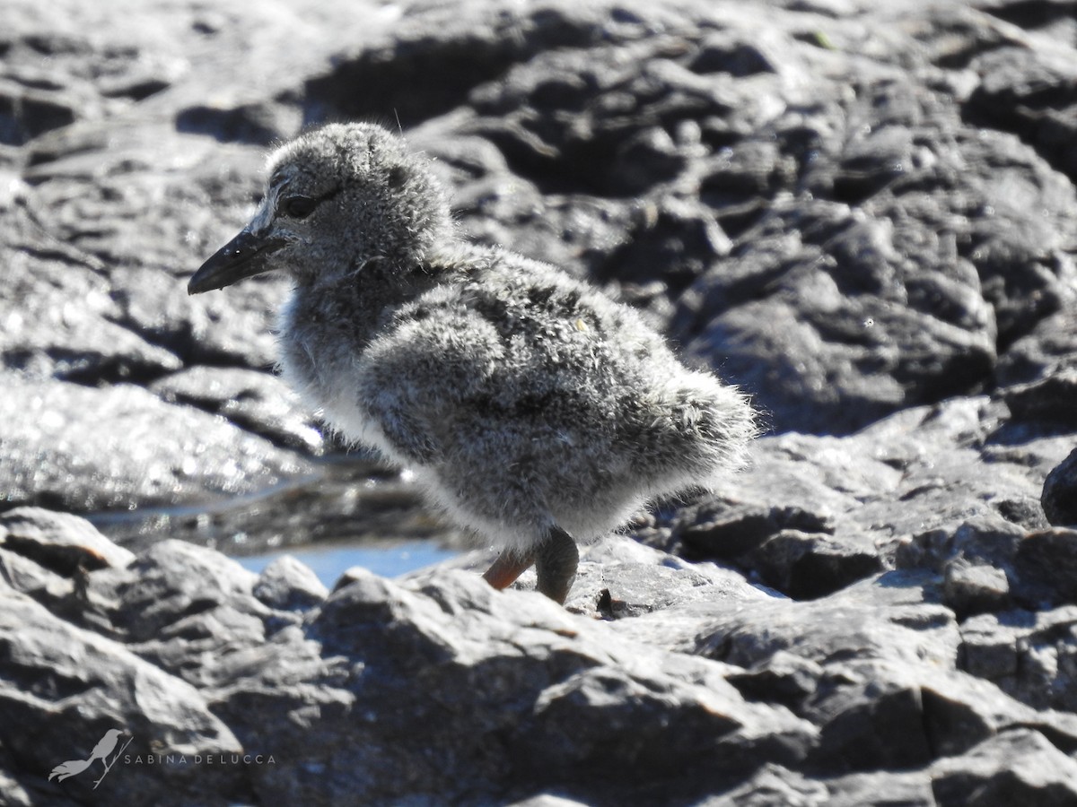 Blackish Oystercatcher - Aves-del-Taragüí/ SabinaDeLucca