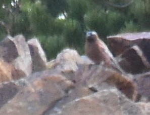 grånakkefjellfink (tephrocotis gr.) - ML240219061