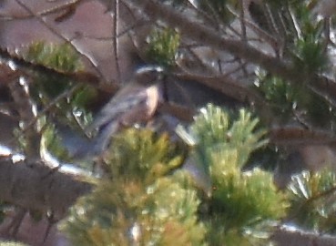 Gray-crowned Rosy-Finch (Gray-crowned) - ML240219071