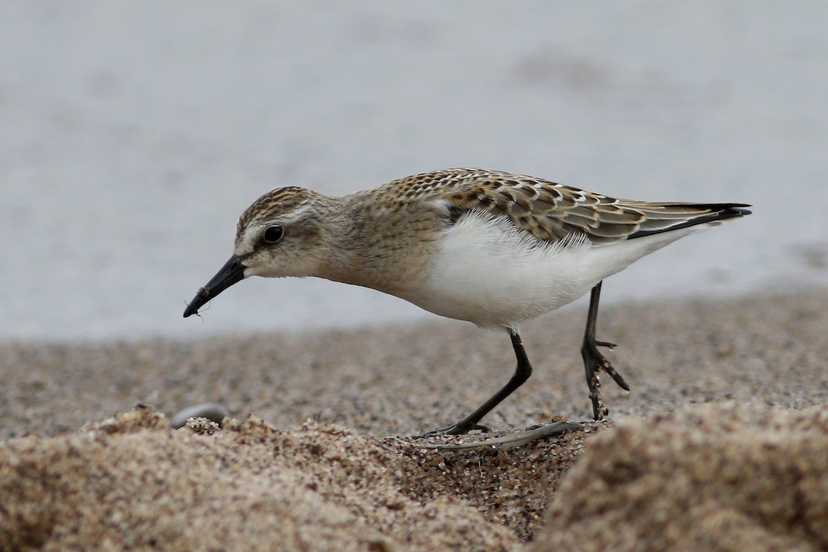 Semipalmated Sandpiper - Ted Keyel