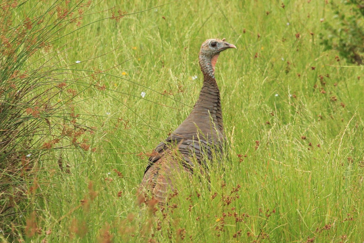 Guajolote Gallipavo - ML240222101