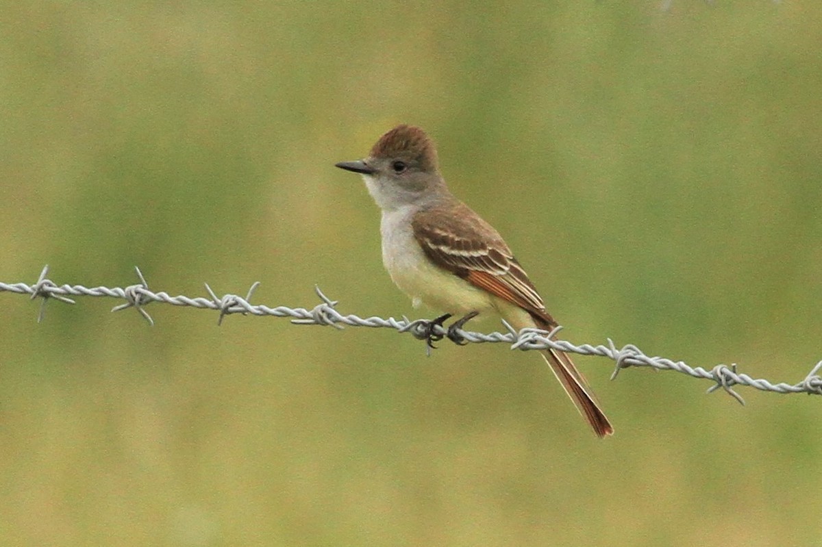 Ash-throated Flycatcher - ML240222151