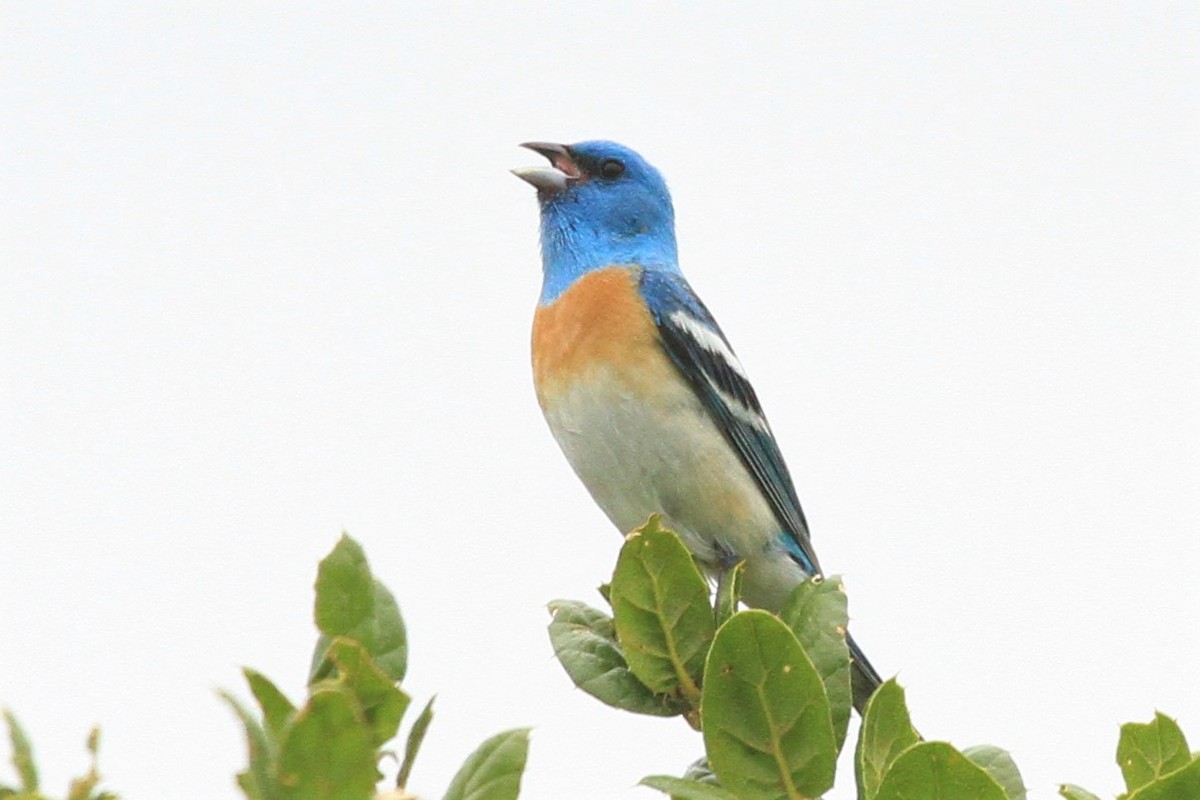 Lazuli Bunting - ML240222371