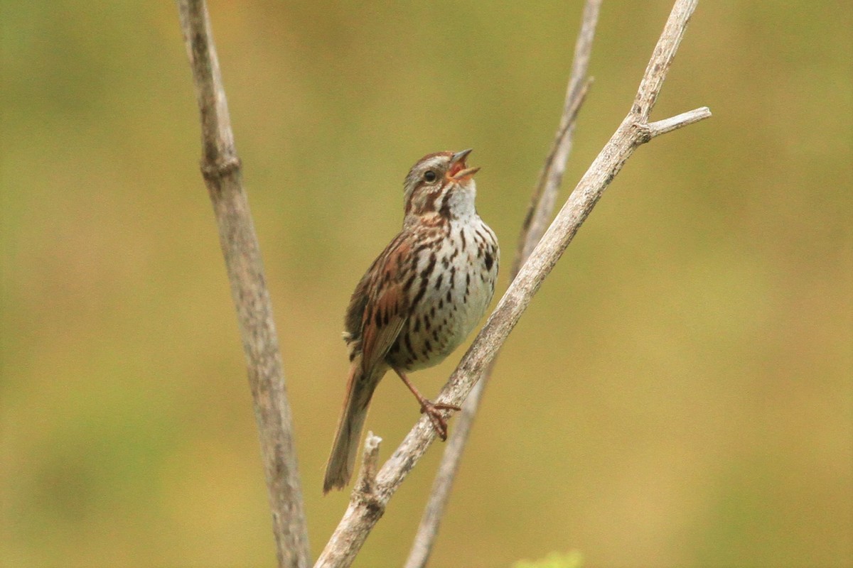 Song Sparrow - Kent Forward