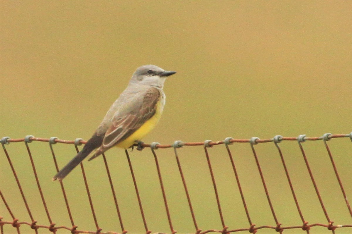 Schmalschnabel-Königstyrann - ML240222591