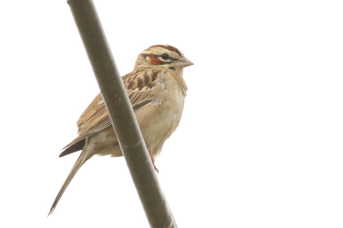 Bruant à joues marron - ML240223391