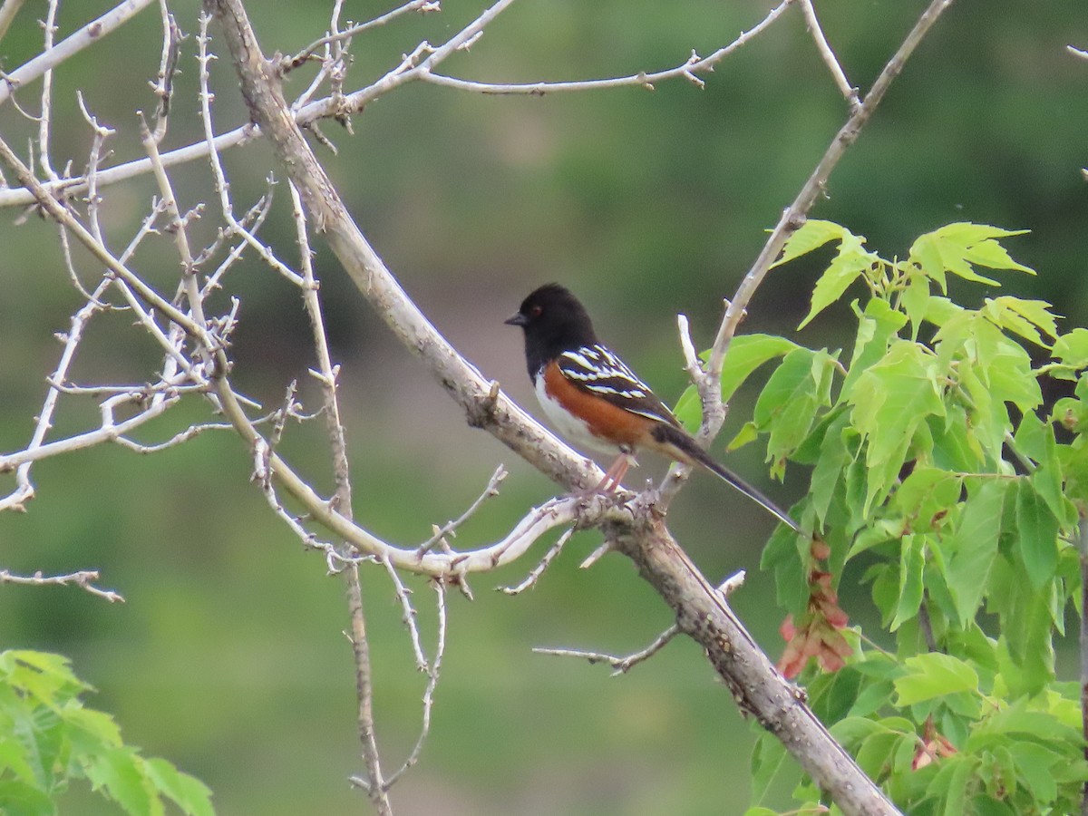 Spotted Towhee - ML240223471